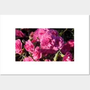 Pink Carnations - by Avril Thomas Posters and Art